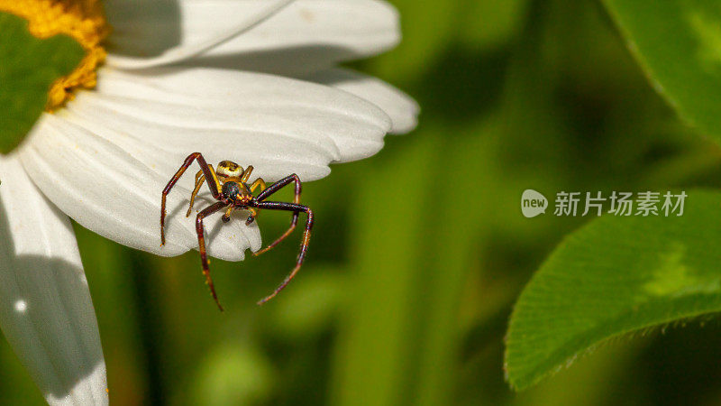 黄花蟹蜘蛛，(Misumena vatia)，蟹蜘蛛，可变thomise